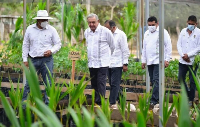 López Obrador convoca a campesinos a sembrar para autoconsumo