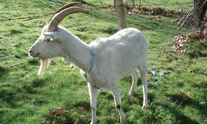 chupacabras-chihuahua