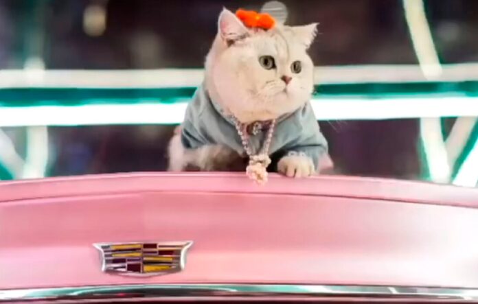 Mao Mao: la gata modelo que gana miles de dólares por posar en coches